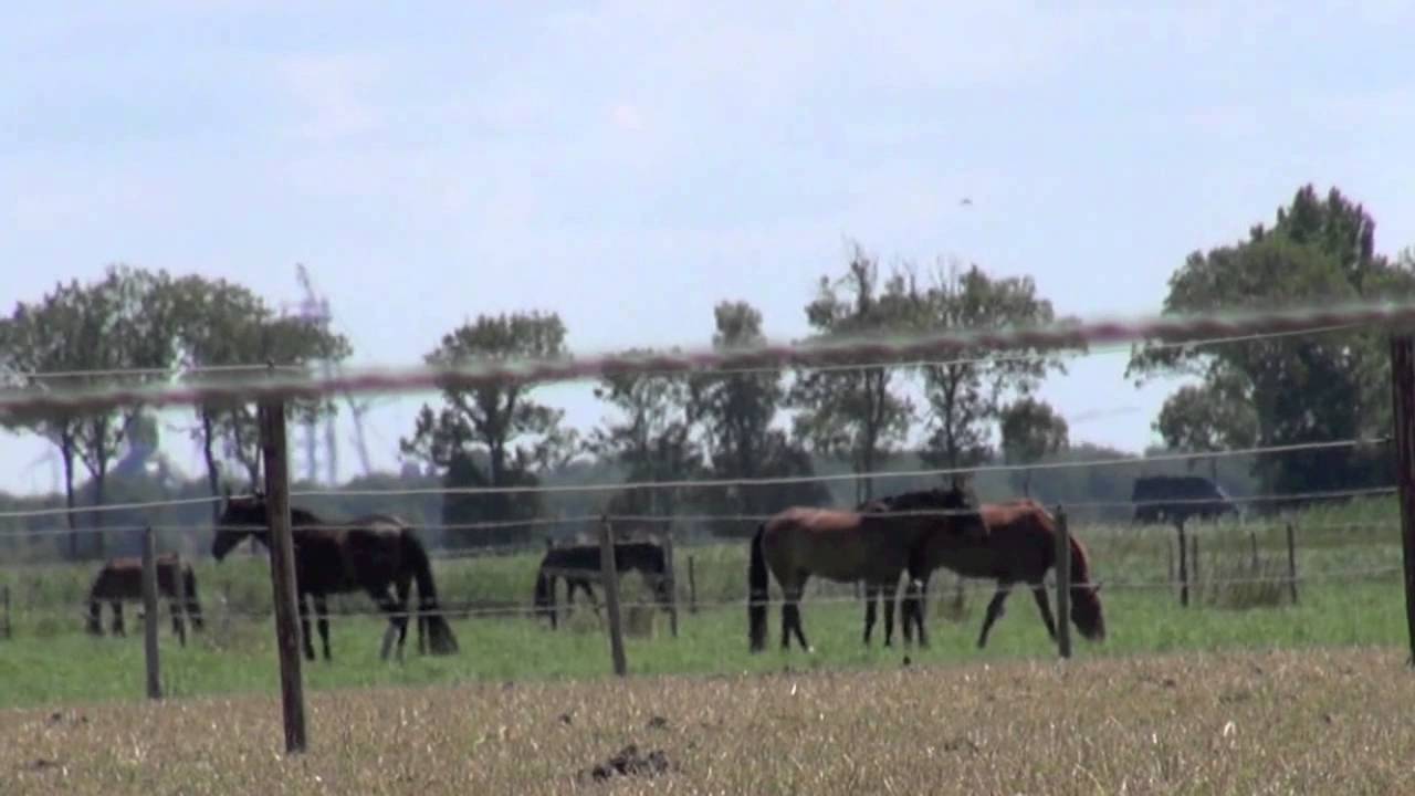 Field observation - Alpha Horse nonsense - cooperation the instinctual skill
