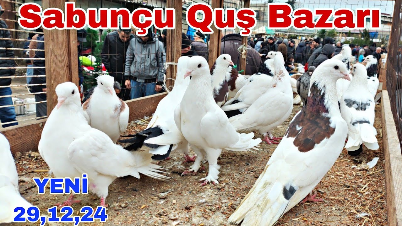 Sabun&ccedil;u Quş Bazarı 29 dekabr 2024 @mubarizemintv2271