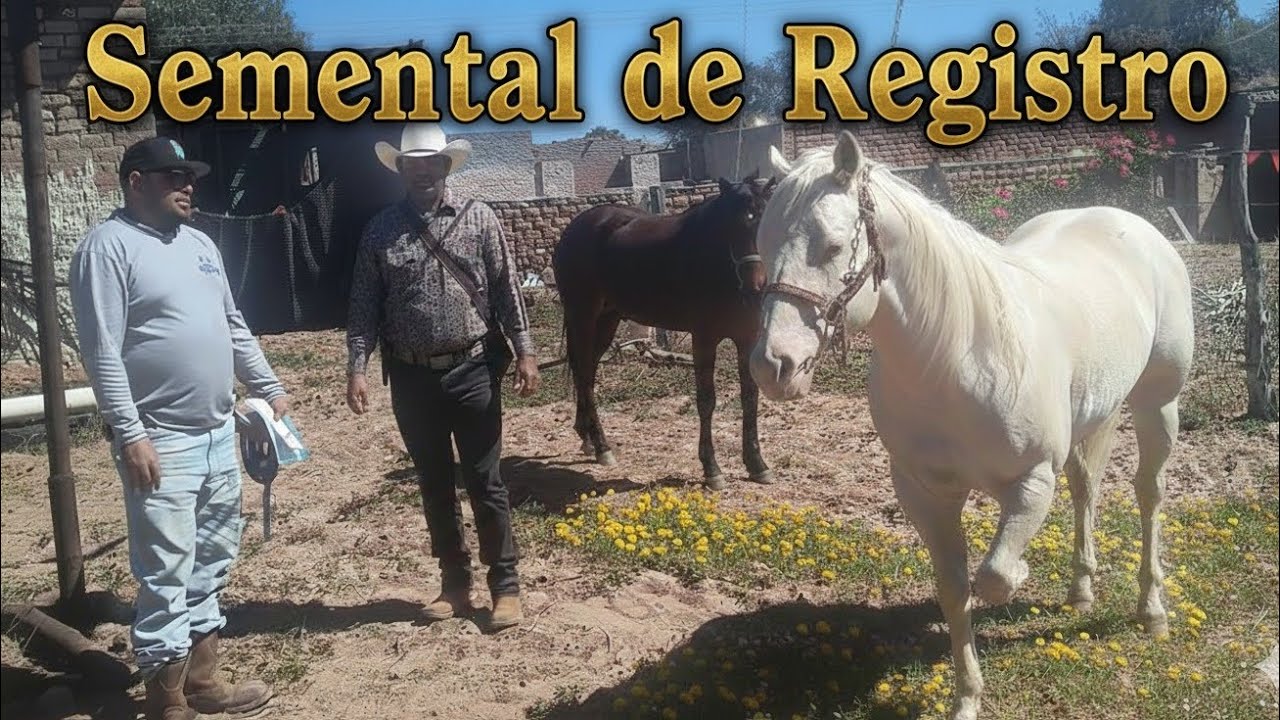 Caballo Perlino directo desde Wyoming 🐎🥰🫶