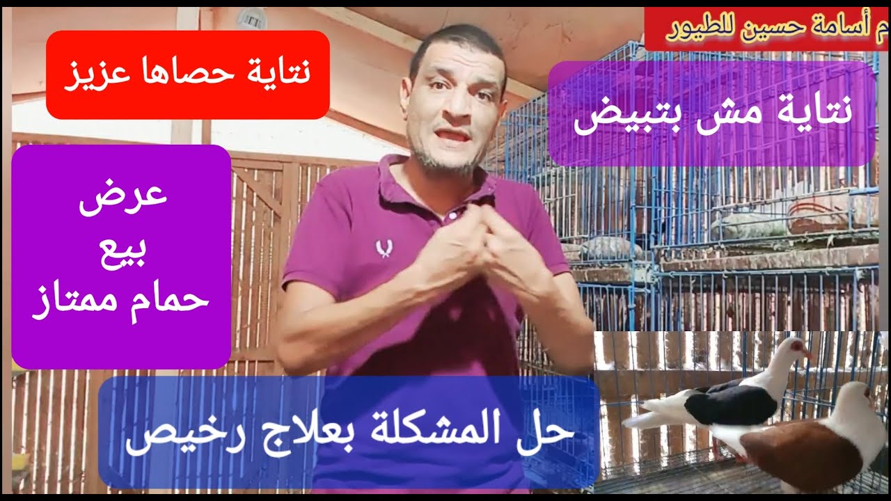 نتاية حمام مش بتبيض او حصاها عزيز حل المشكلة بعلاج رخيص وعرض بيع حمام ممتاز   #م_أسامة_حسين