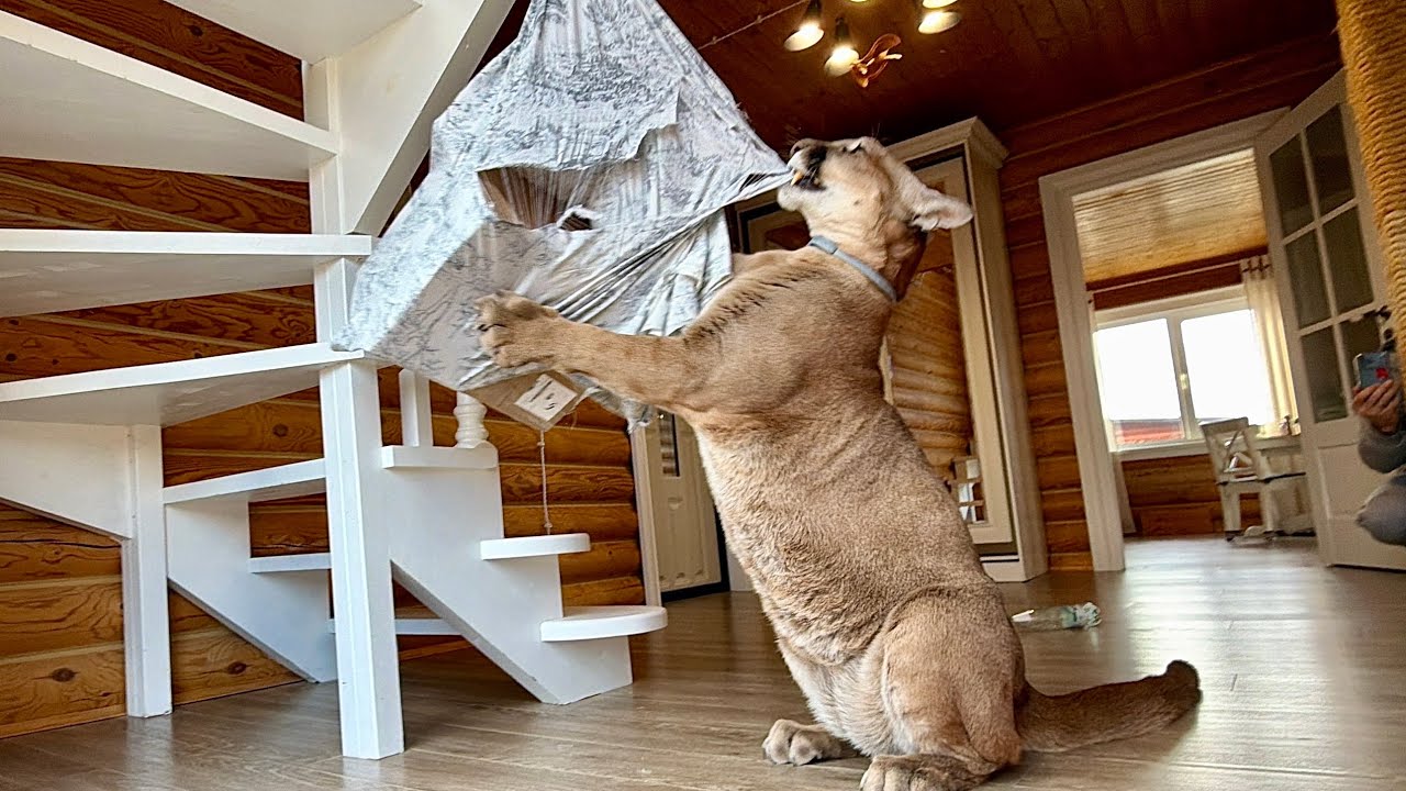 Пеньята для кота! Пума Месси восхищён сюрпризом от Па!