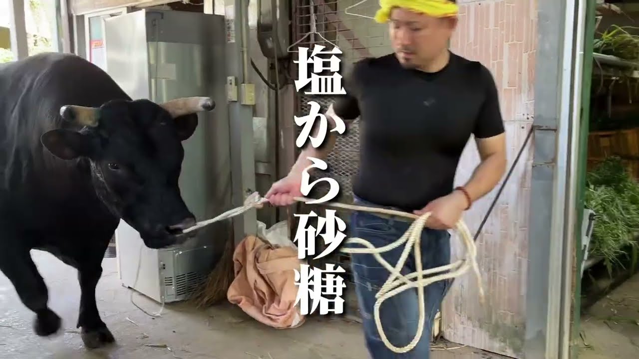 塩から砂糖になる闘牛🐃