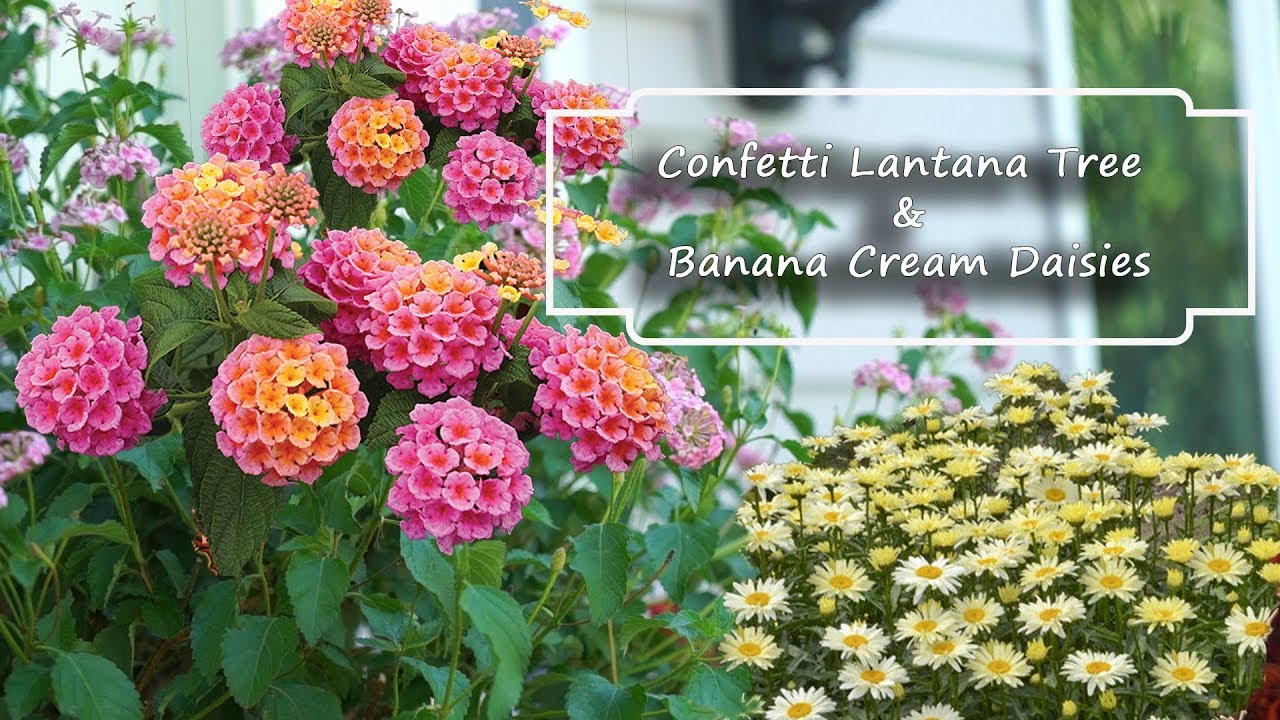 Lantana Tree &  Daisy Planter || Banana Cream Daisy & Lantana Care