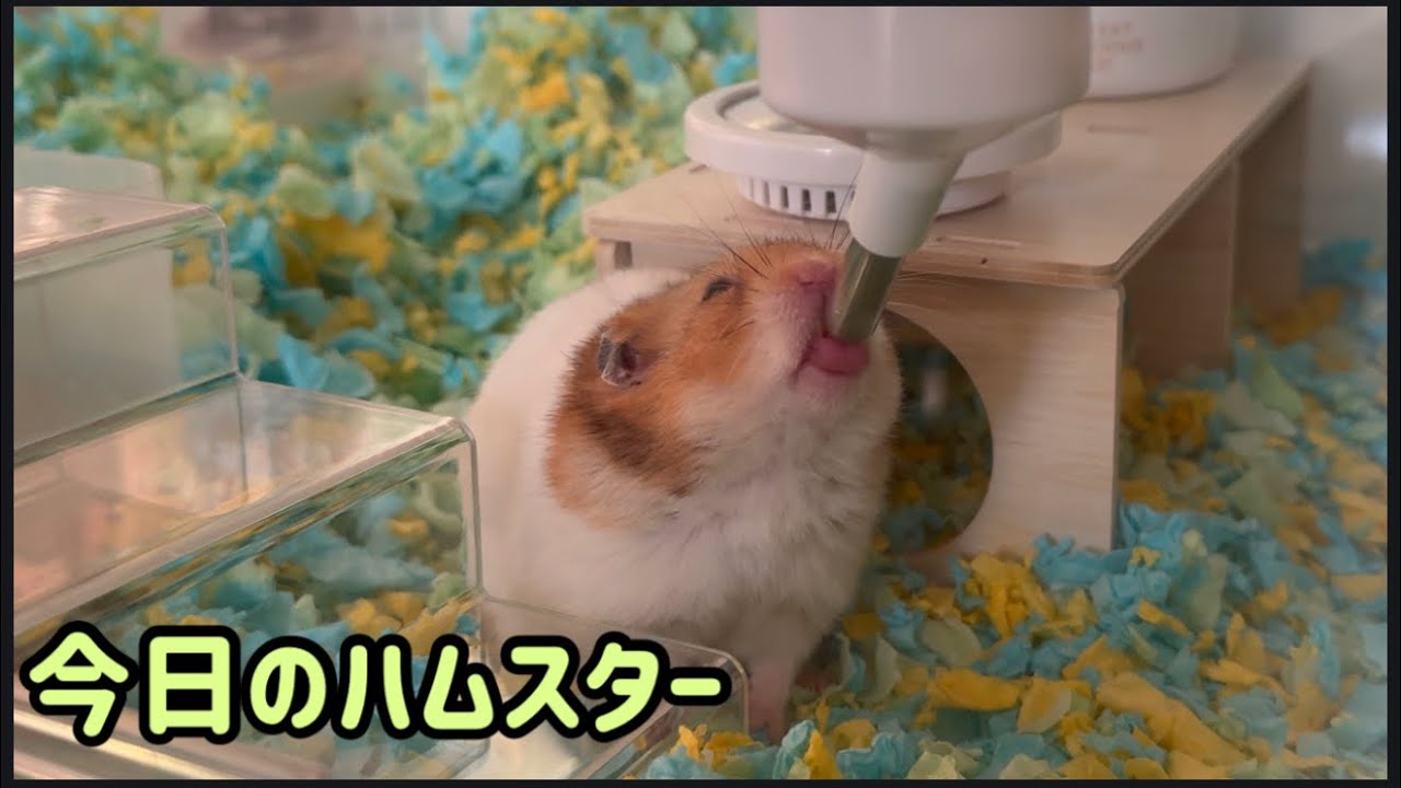 しっぽ2歳目前の水飲みと、てらこったとごんぞうの日常Shippo, Teracotta and Gonzo – Today’s Hamsters