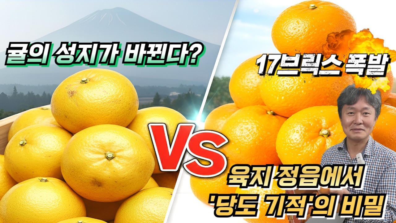 귤의 성지가 바뀐다? 육지 정읍에서 '당도 기적'의 비밀 [🙏위대한 실패]