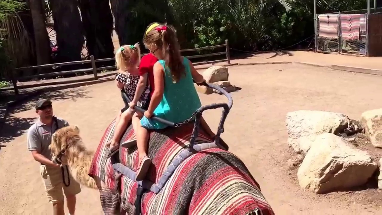 Riding a camel at phx zoo