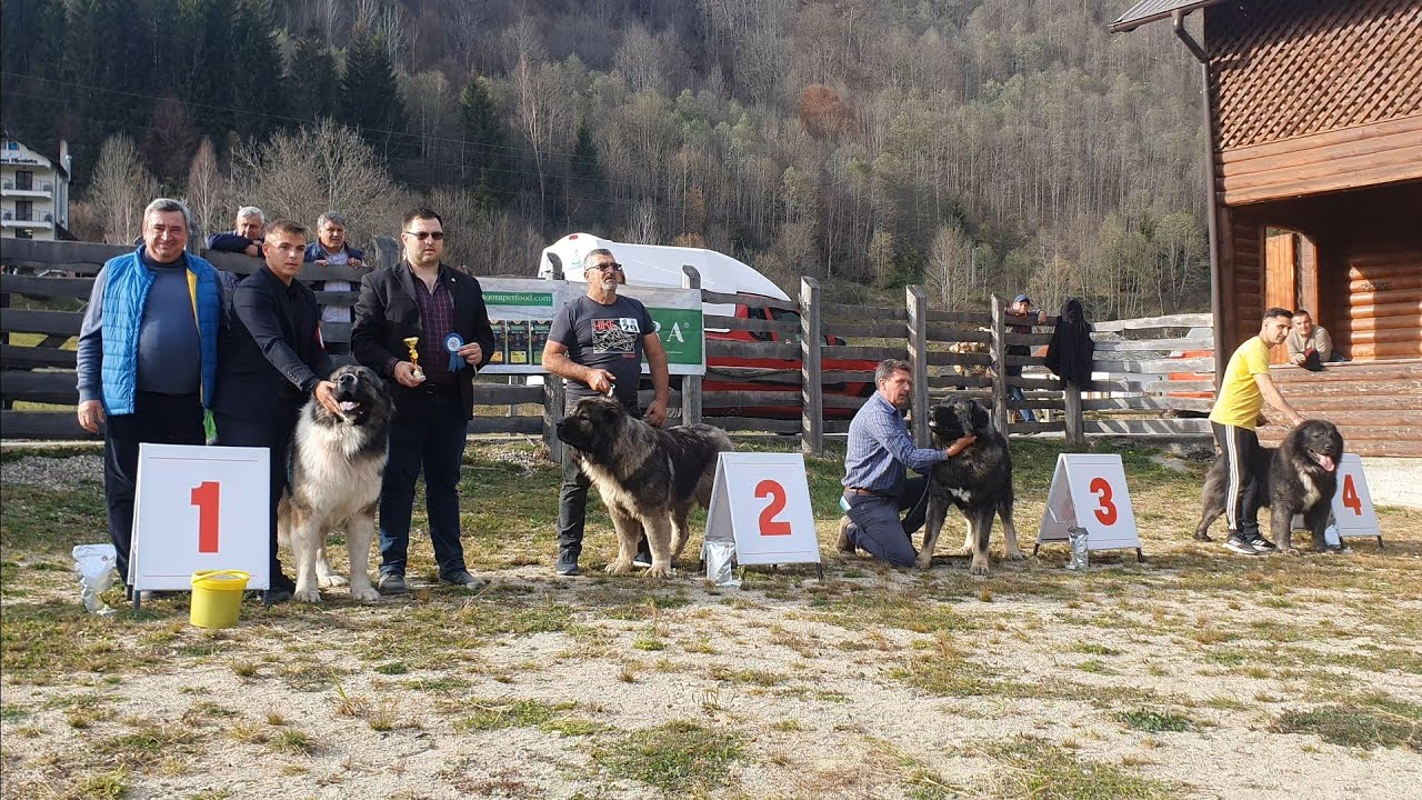 ‼️CONCURS DE CIOBANESTI CAUCAZIENI‼️EXEMPLARE DE TOP‼️