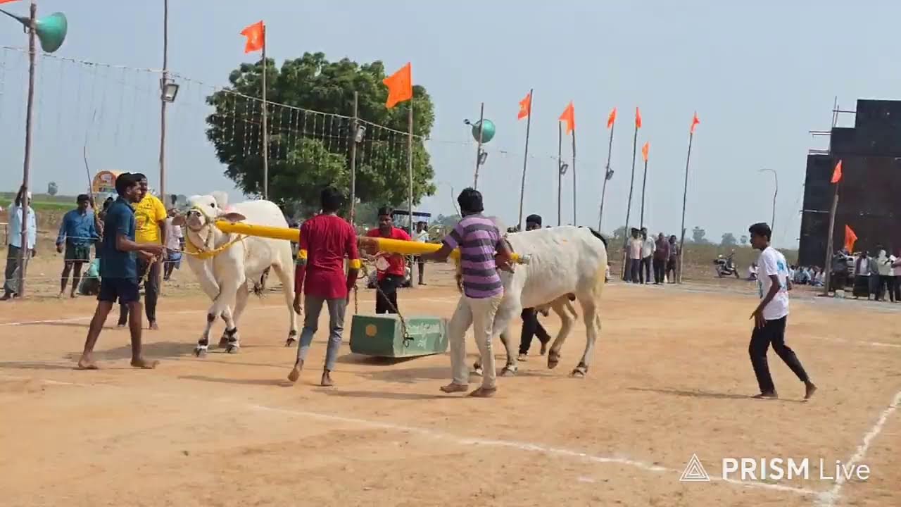 నాదెండ్ల ఎడ్ల పందాలు 4 పళ్ళు విభాగంలో 3వ జత