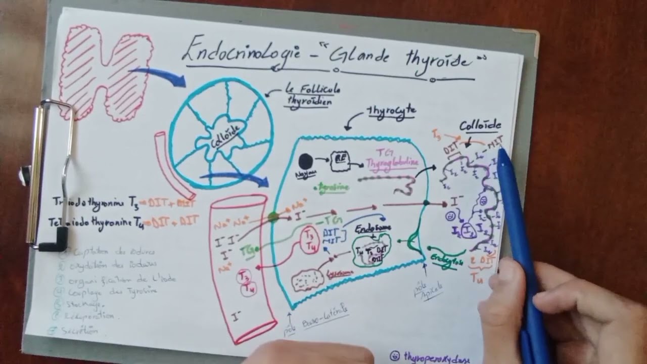 (GLANDE THYROÏDE :synthèse des hormones thyroïdienne (résumé هرمونات الغدة الدرقية