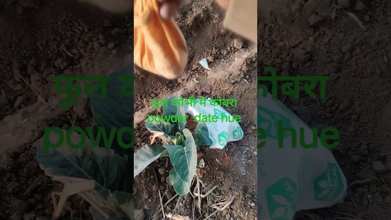 फूल कोभी में कीटनू भगाने ke liye कोबरा powder date hue desi अंदाज में 