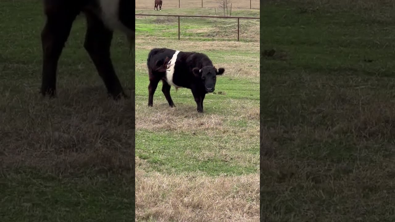 OREO COWS and ZEN - GRAVEL ROAD ride TRYING not to TRY