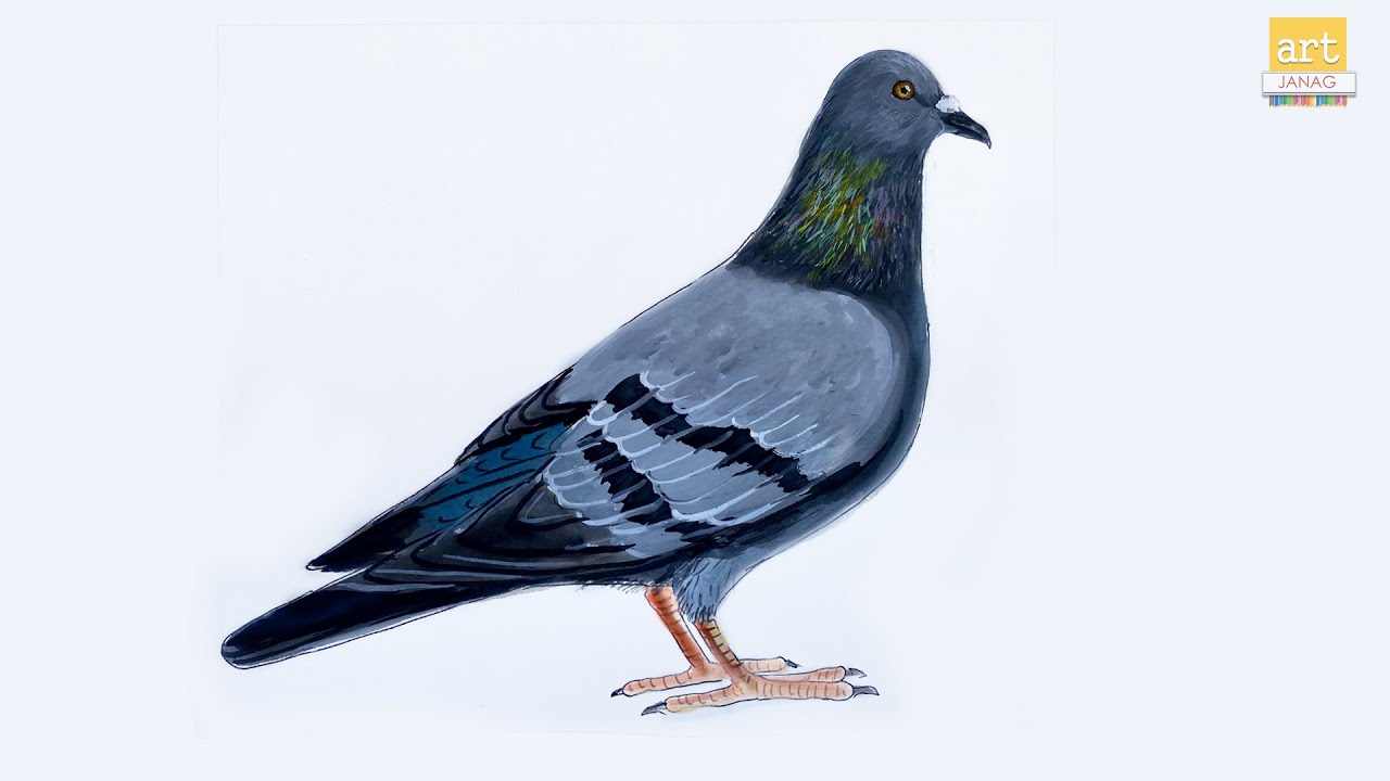 How to draw A Pigeon Drawing easy  II Pigeon Drawing / painting step by step II #artjanag