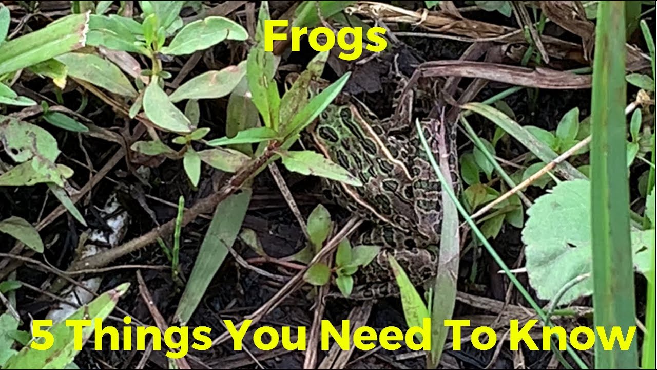 5 Things You Need To Know About Frogs To Help You Catch More Bass!