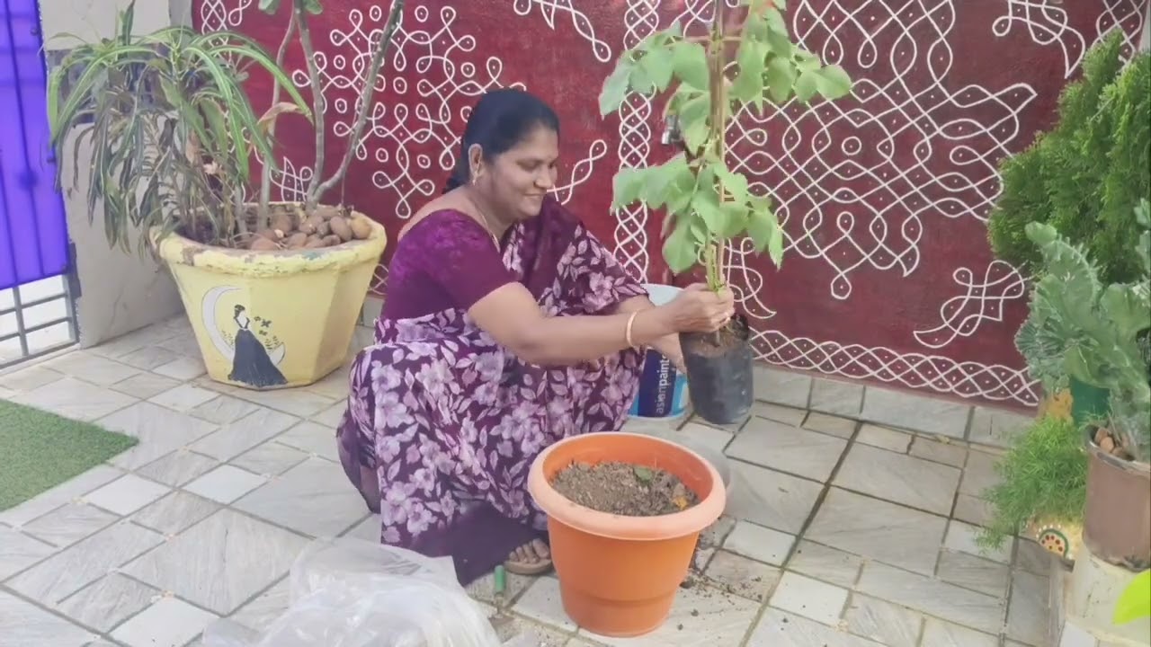 మొబైల్ గురించి ప్రతి ఒక్కరూ వినాల్సిన విషయం & మా garden లోకి వచ్చిన కొత్త ప్లాంట్#planting #mobile 