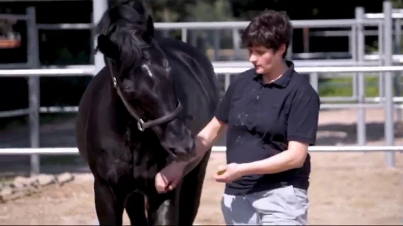 world famous sire SANDRO HIT at the age of 27 years old (30Jul2020-1)