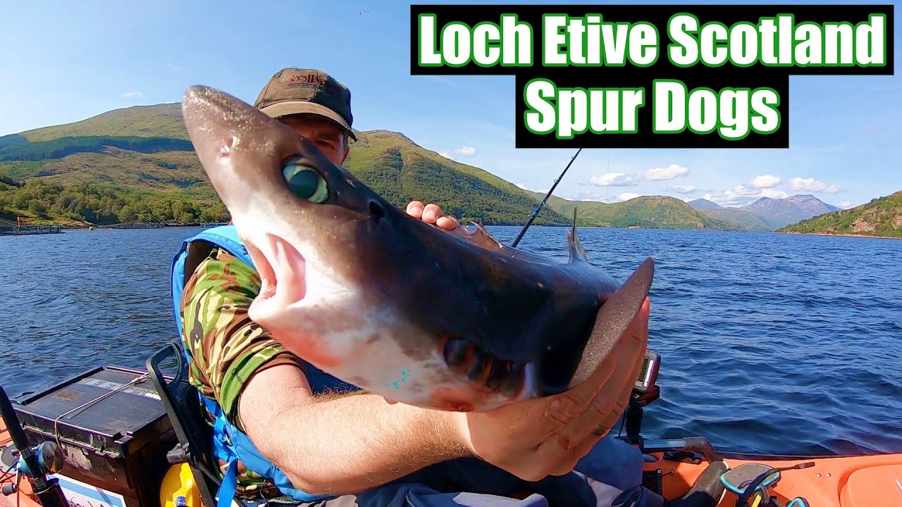 Sea Fishing Scotland 🏴󠁧󠁢󠁳󠁣󠁴󠁿 Loch Etive - Spur Dog - Gurnard