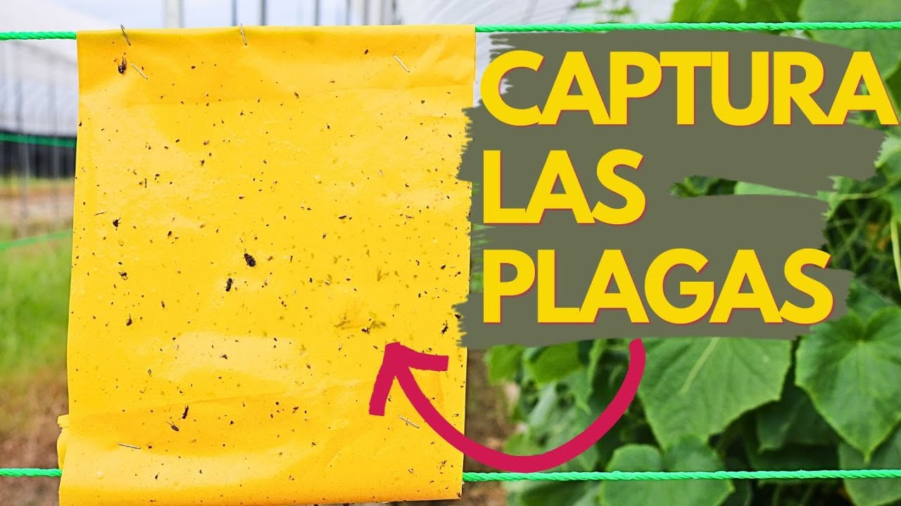 TRAMPAS DE INSECTOS: Cómo atrapar plagas del huerto? [ TRAMPAS CROMÁTICAS ]