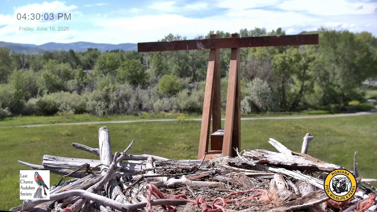 Spring Meadow Lake Osprey Cam