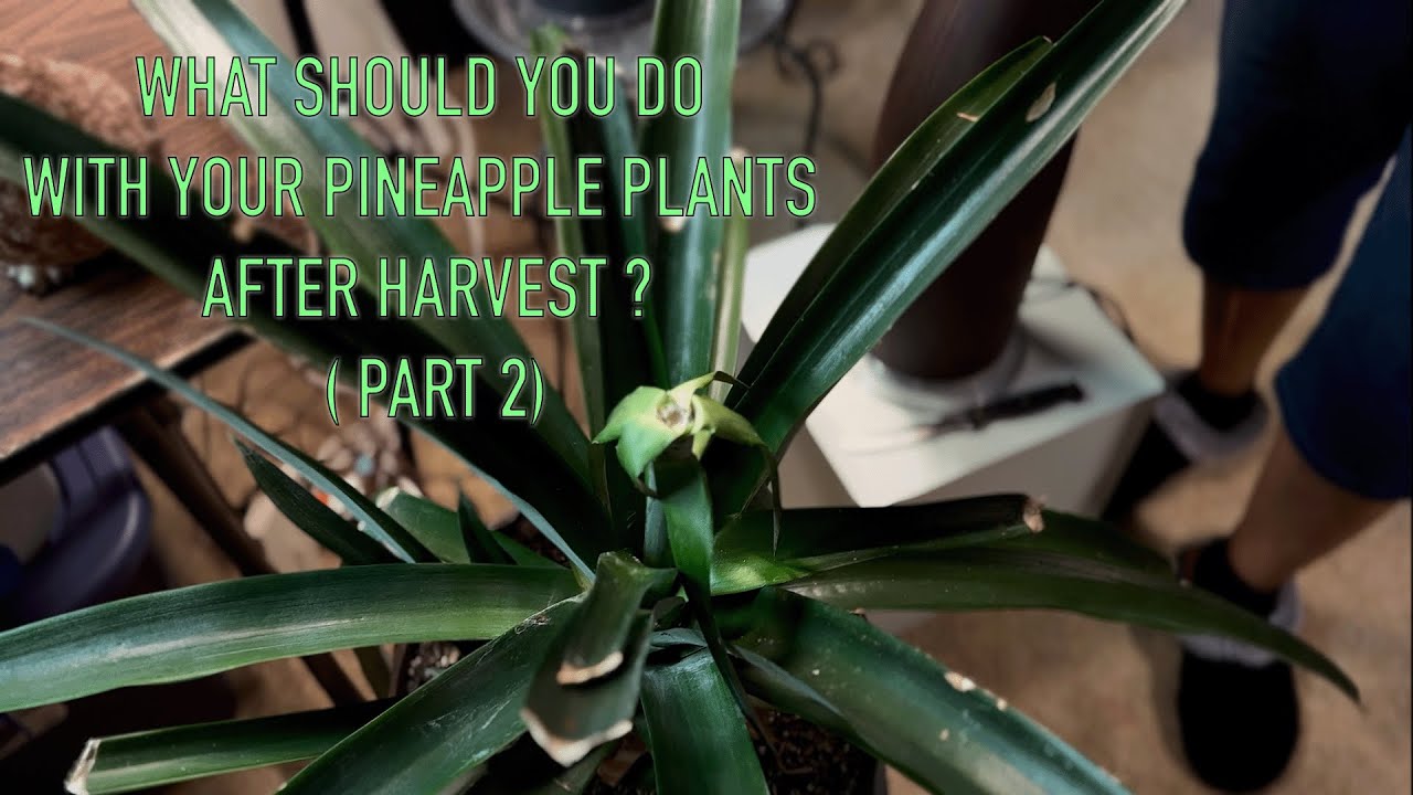 What To Do With Your Pineapple Plants After Harvest Growing in a Northern Climate  (Part 2)
