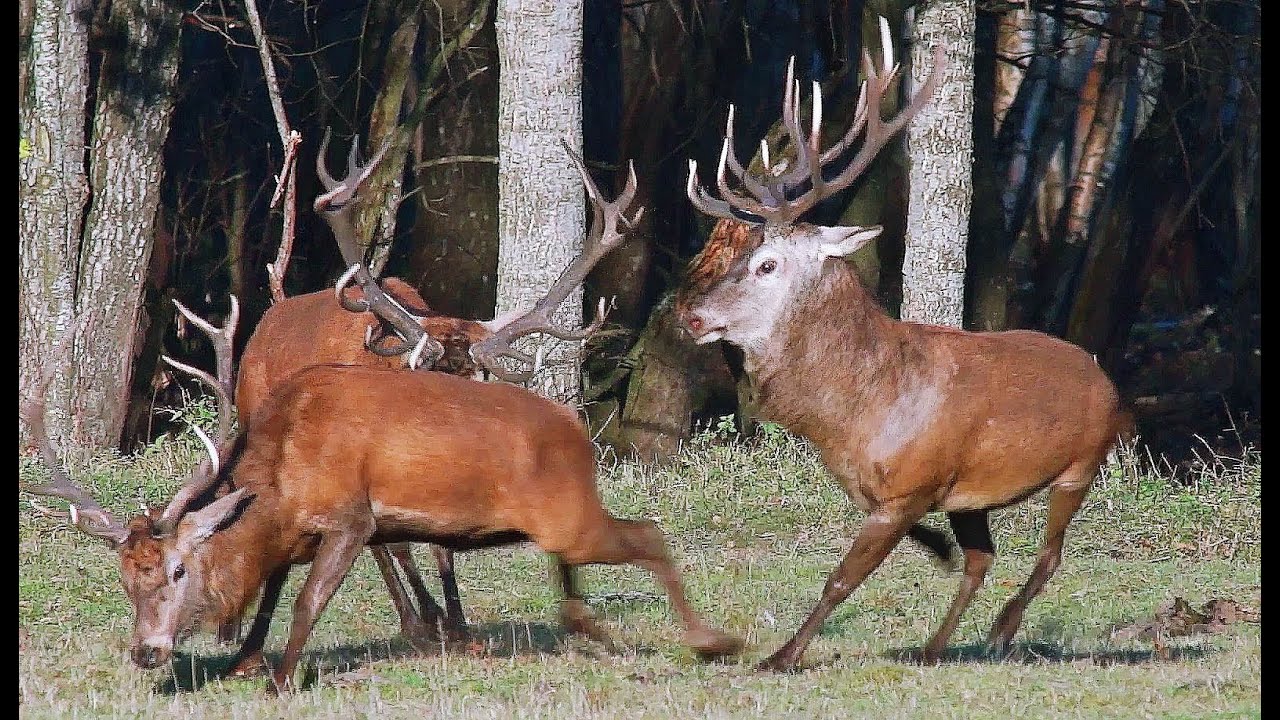Благородные олени. Драка. Red deers. Fight.