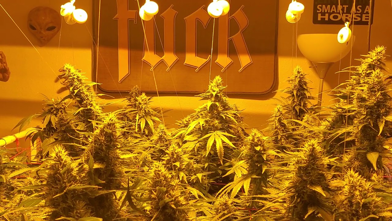 Week 7. Time to flush