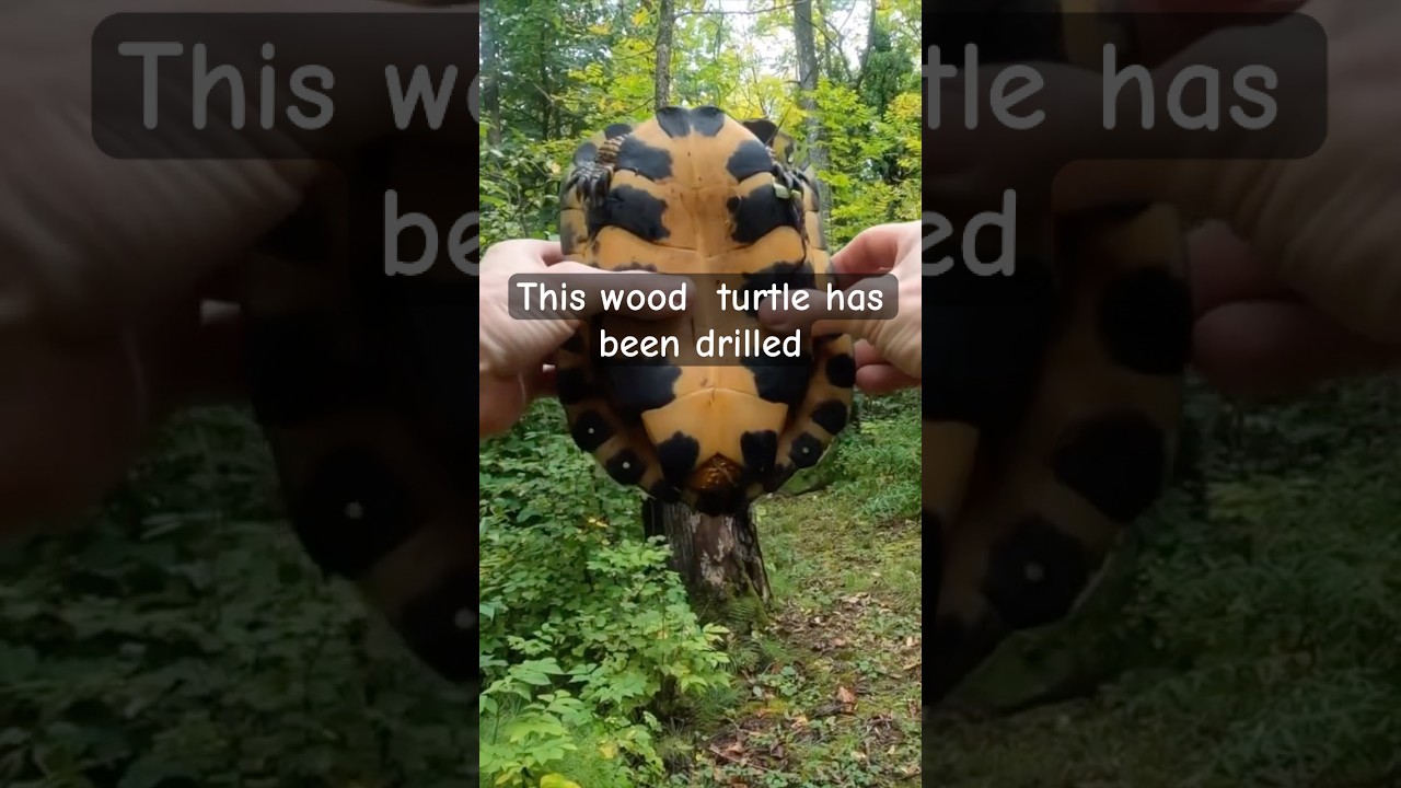 Wood turtle with holes drilled into its carapace found along the Nemadji River. #turtles #nature