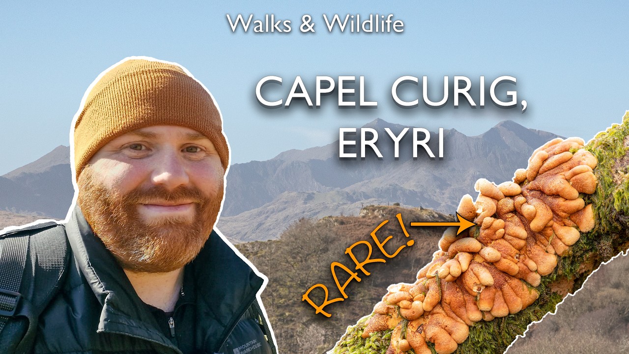 Searching for Rare Hazel Gloves Fungi | Wildlife Walk in Capel Curig, Eryri | Discover the Wild