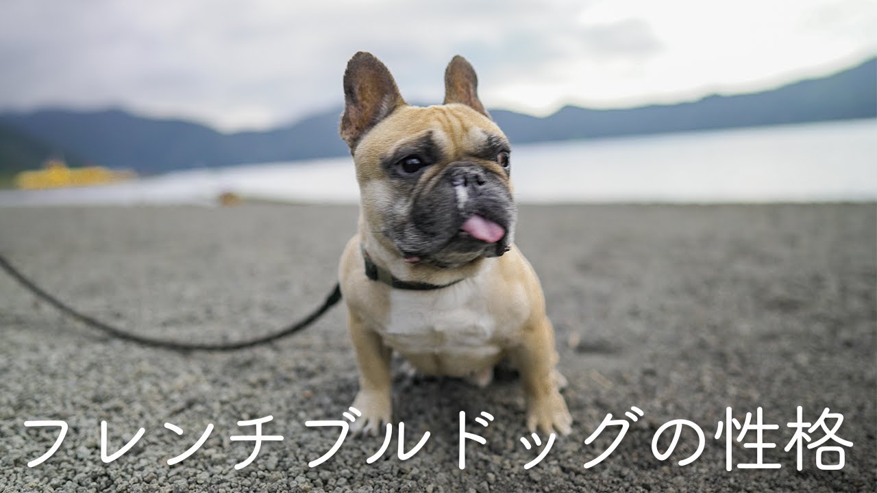 【フレブルって凶暴なの？】フレンチブルドッグの性格を詳しく解説