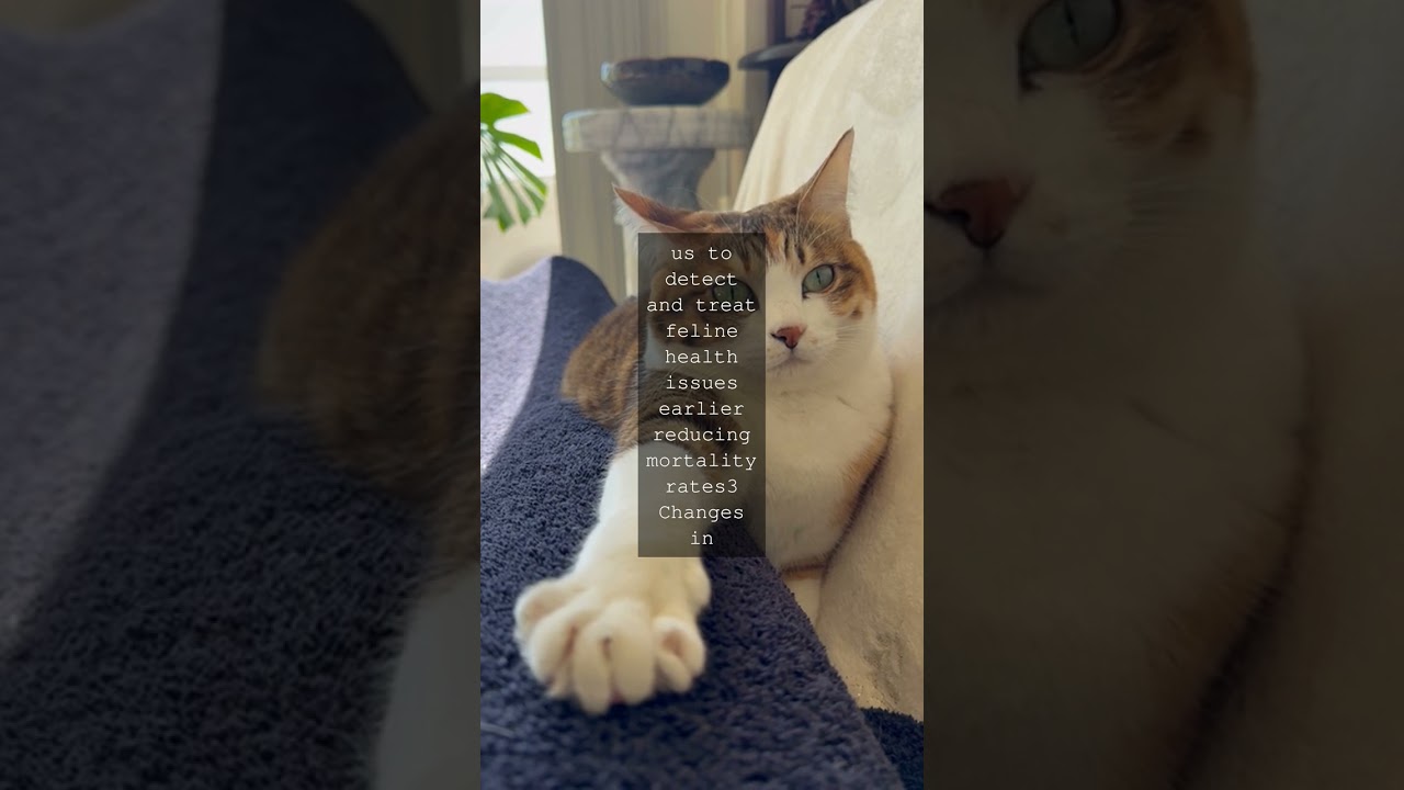 Purrfect Progress How Cats Life Expectancy Has Nearly Doubled Since 1930As cat lovers...