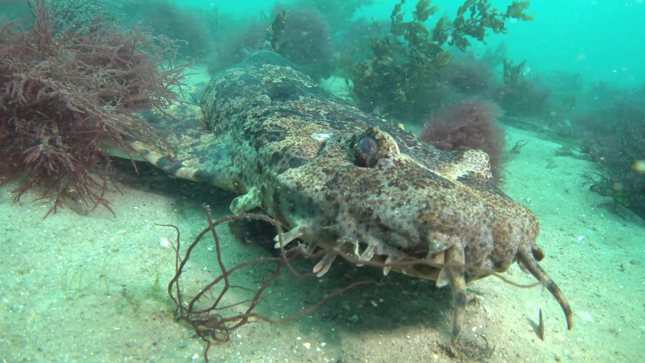 Diving Fly Point, Nelson Bay