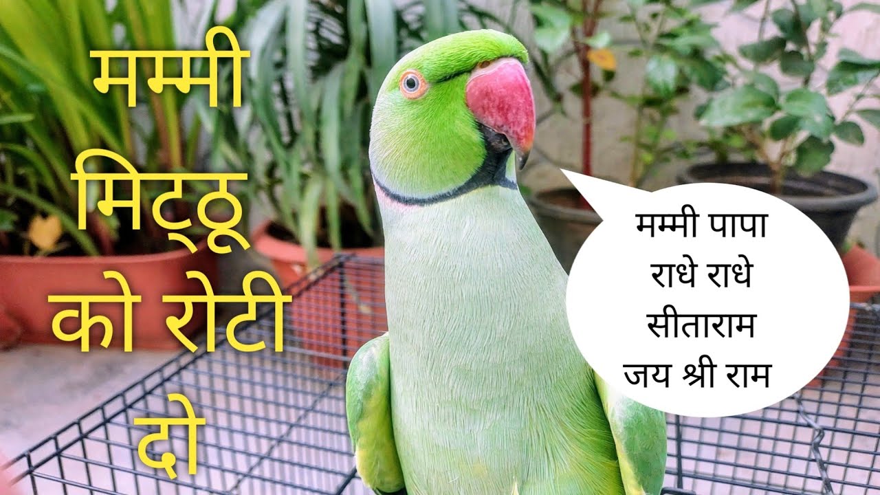 Parrot talking mummy mithu ko roti do | Parrot talking radhe radhe | sita ram | जय श्री राम |🌷🥰👌