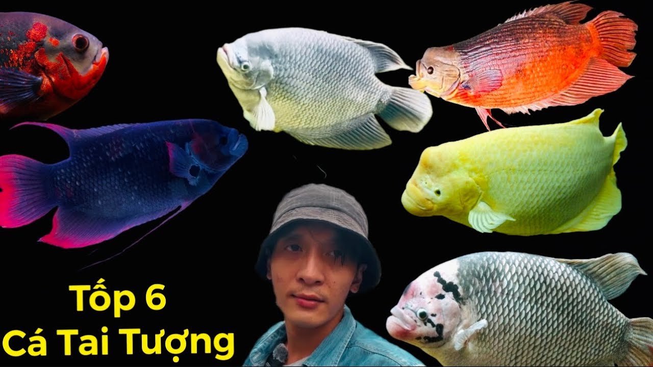 Tốp 7 dòng Cá Tai Tượng siêu hót trong năm 2025 - Thái Salem vê lốc