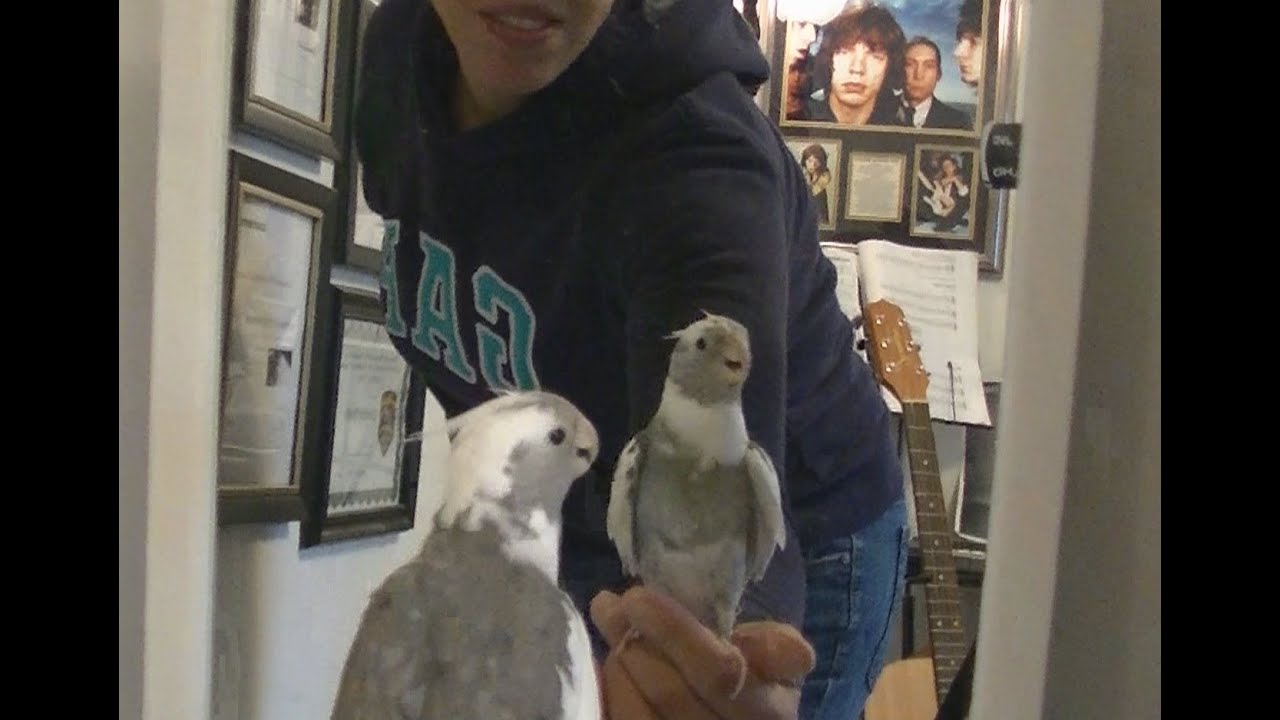Teaching Your Cockatiel to Talk and Whistle:  Part 3