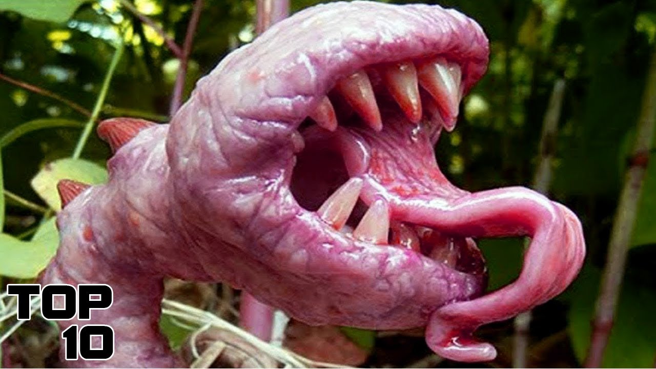 Top 10 Strangest Things Found In The Amazon Forest - Part 2