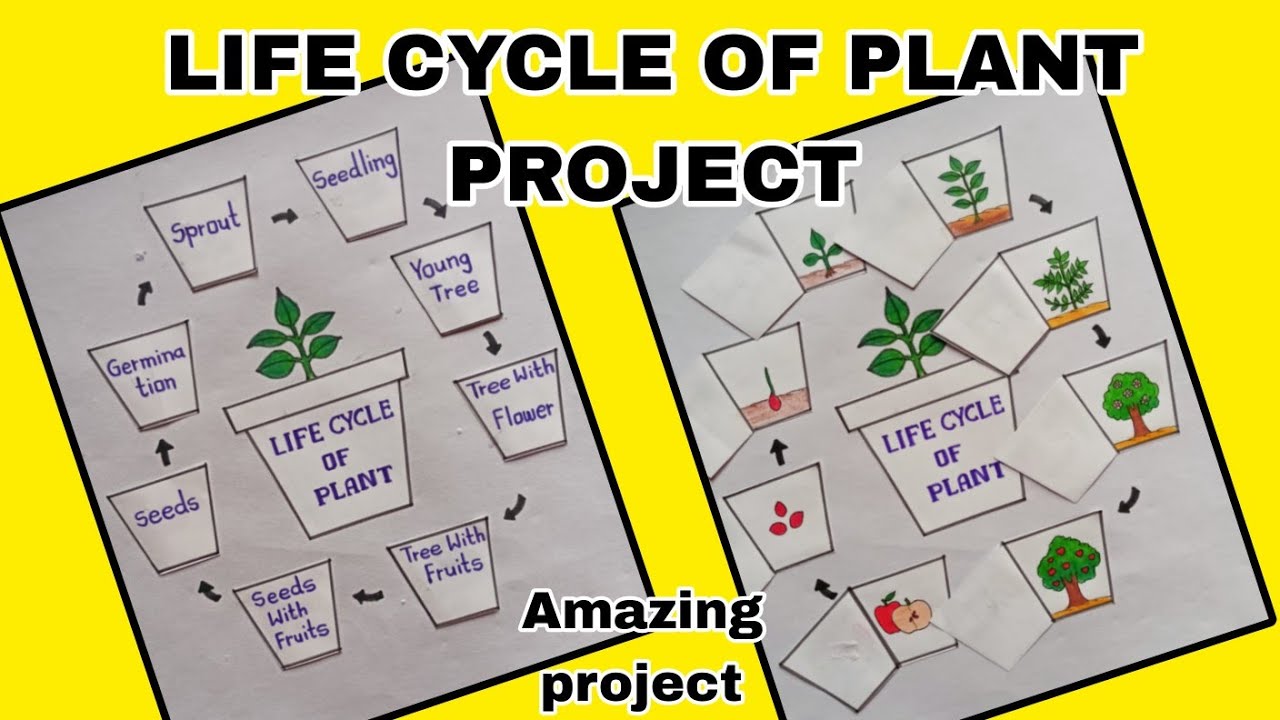 Life cycle of plant | project on life cycle of plant | life cycle of plant diagram #plants
