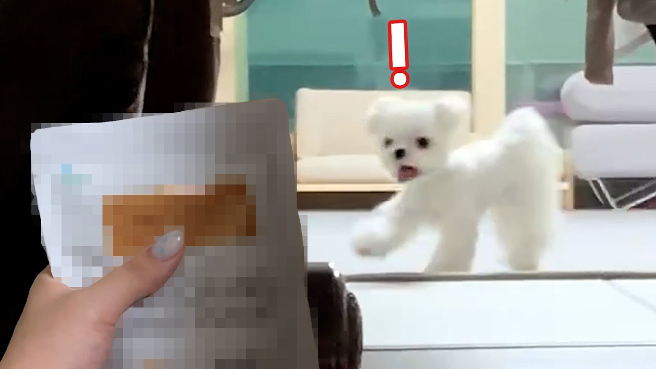 보리는 최애 까까 소리를 구분할까?