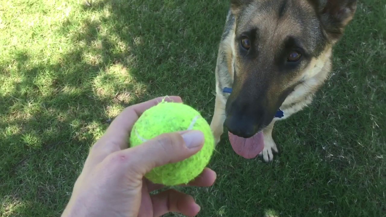 Do German Shepherds like to play Fetch?