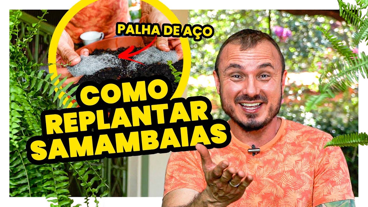 COMO REPLANTAR  SAMAMBAIAS