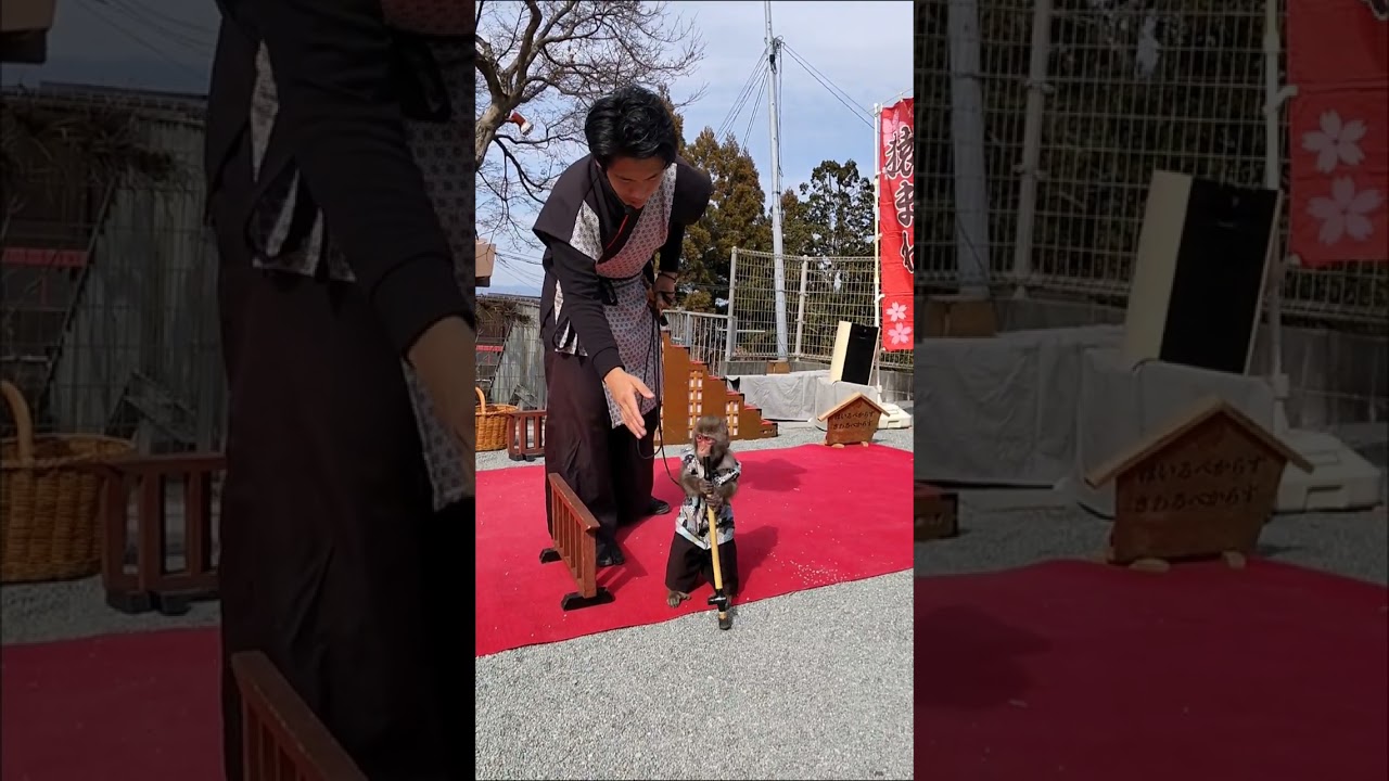 高良大社⛩️ 猿まわし劇場🐒