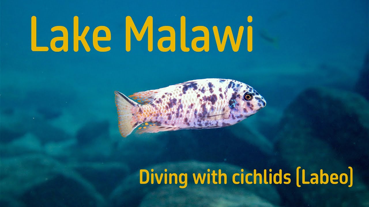 Diving with cichlids in lake Malawi