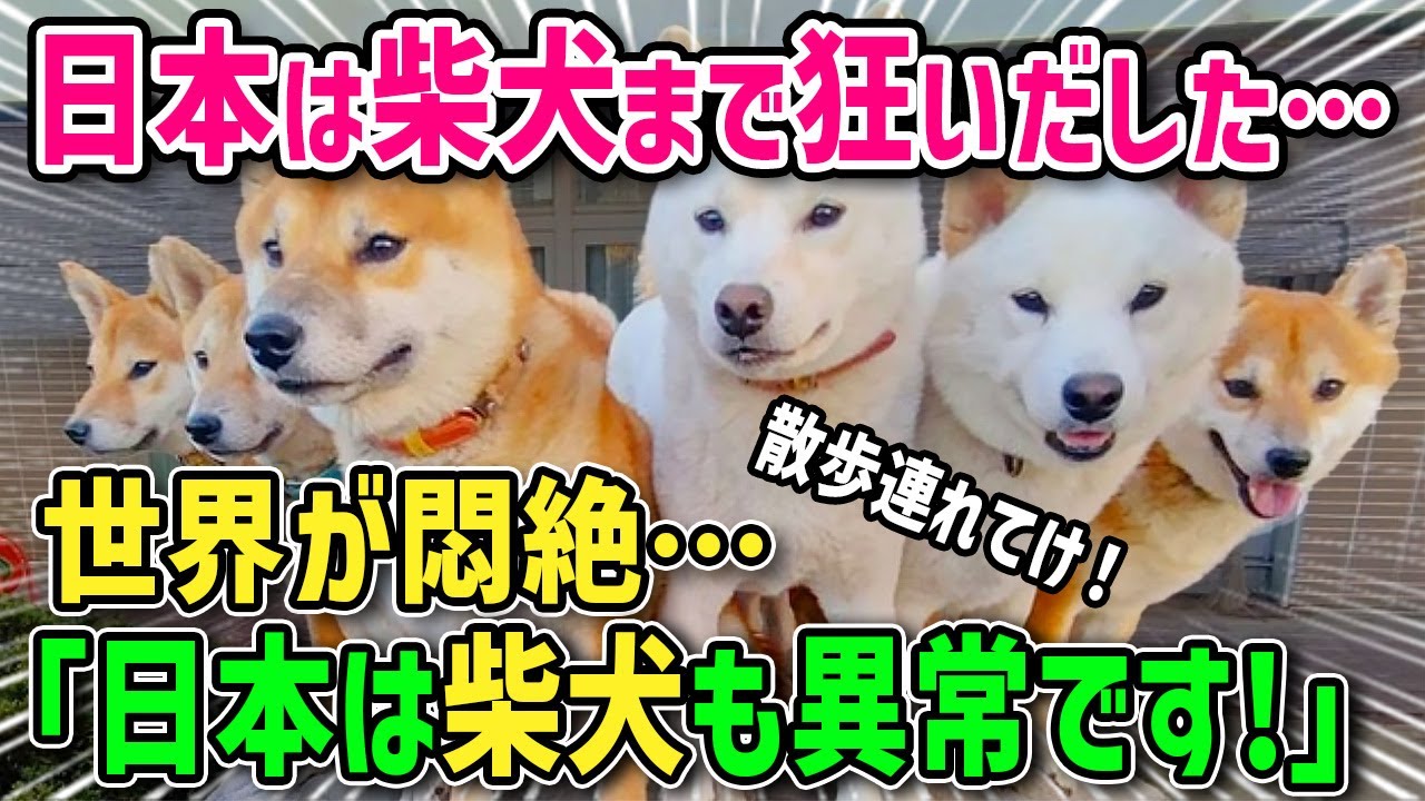 【海外の反応】「日本の柴犬の可愛さは異常だ！！」海外で話題沸騰！柴犬が世界で大人気！その衝撃の理由とは？