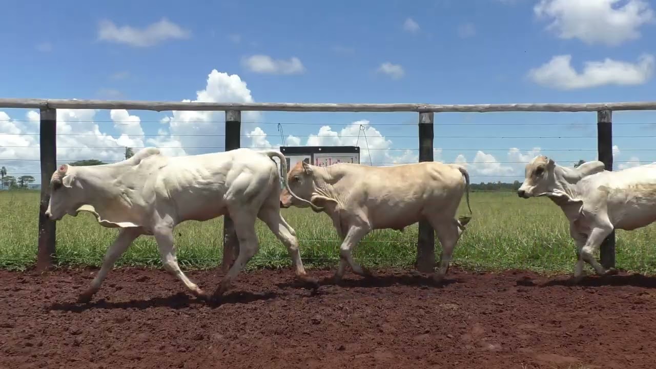 LOTE L1 - LEILÃO DE GADO VIRTUAL