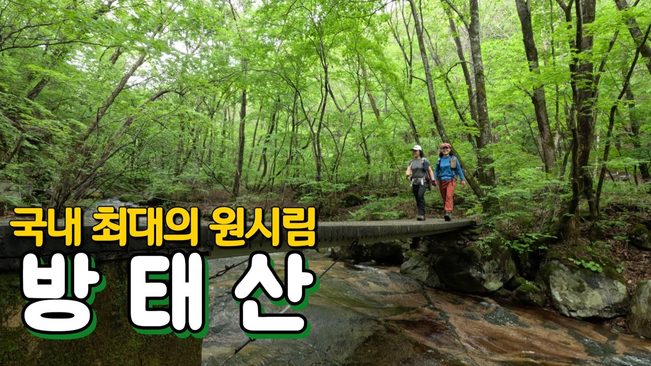 (방태산)국내 최대의 원시림, 숨겨진 비경, 방태산의 봄~~ /주억봉/매봉령/구룡덕봉/방태산자연휴양림