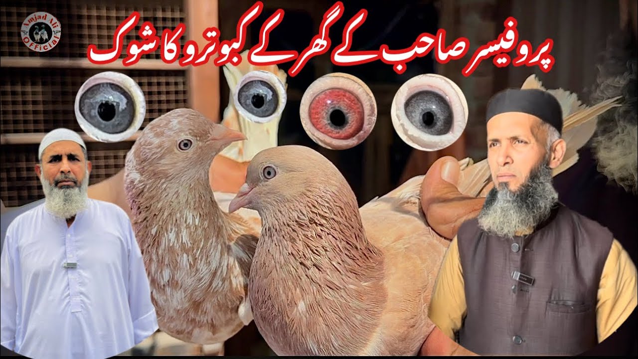 khatang kabootar || ​⁠@amjadaliofficial528