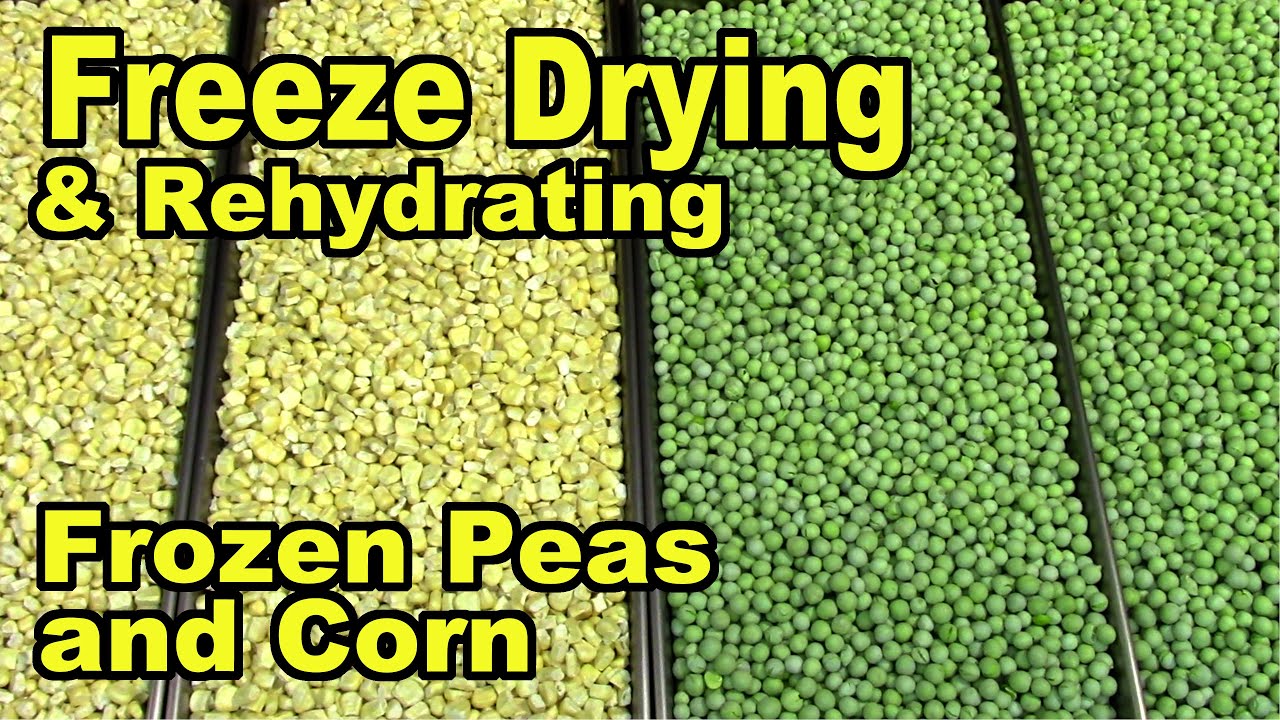 Freeze Drying and Rehydrating Frozen Peas and Corn