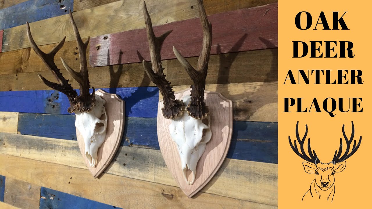How to make Oak deer antler plaques.
