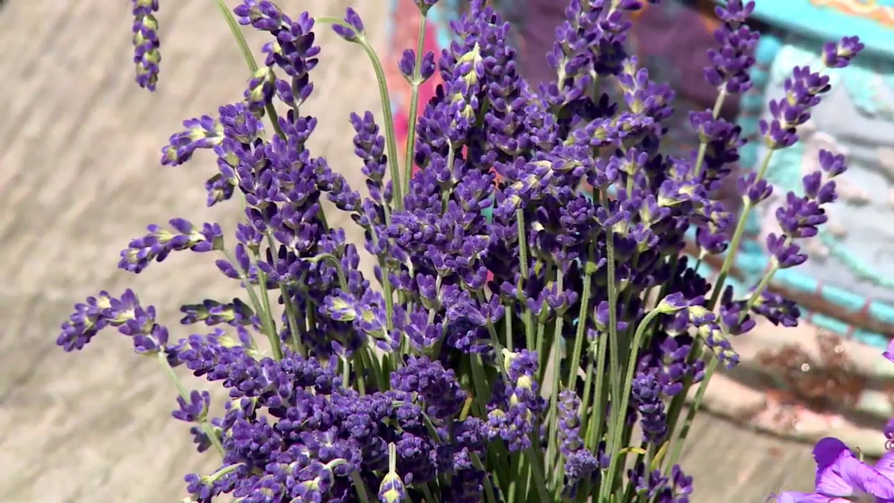Die besten Bienenpflanzen für den Garten - Markus Burkhard