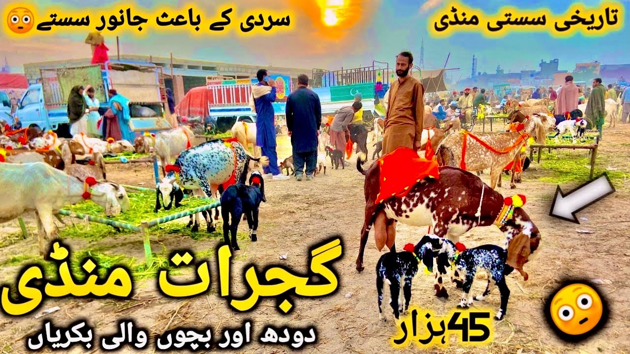 گجرات منڈی دودھ اور بچوں والی سستی ترین اور خوبصورت بکریاں || Today Lastest Update GujratMandi