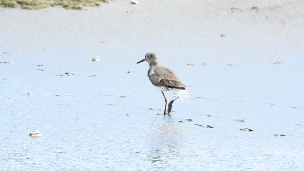 Common redshank - Кулік-случок