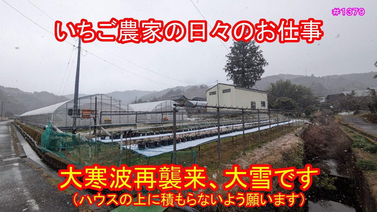 大寒波再襲来、大雪です（ハウスの上に積もらないよう願います）　いちご農家の日々のお仕事　＃１３７９